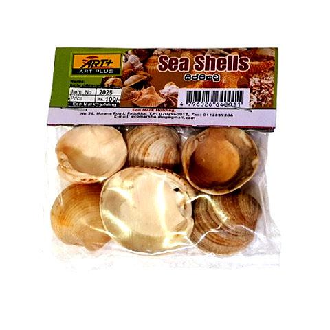 Sea Shells -2