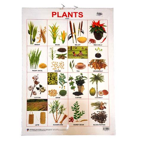 Chart 15 - Plants