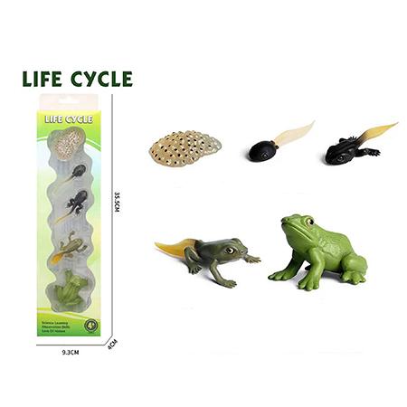 LIFE CYCLE FROG