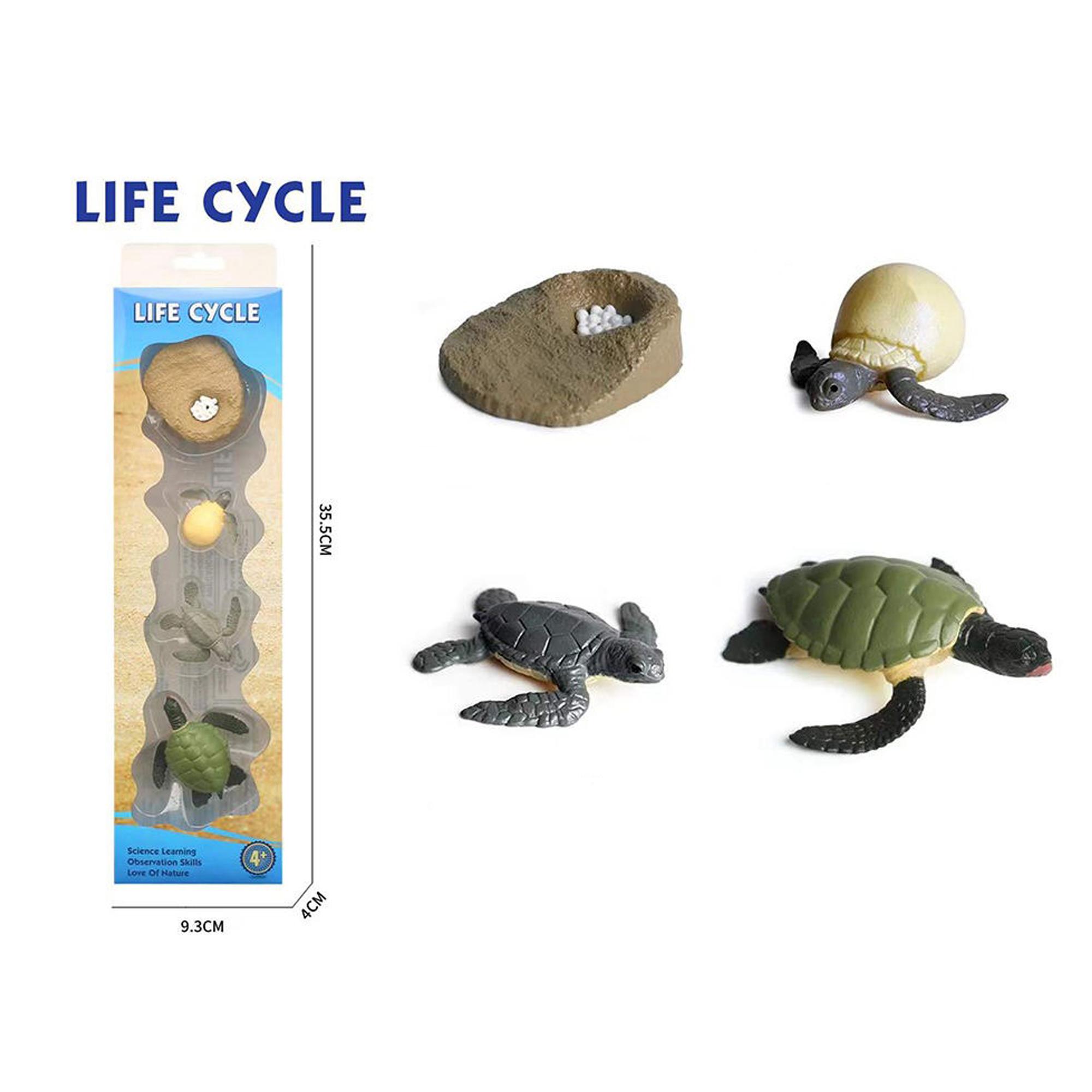 LIFE CYCLE TURTLE